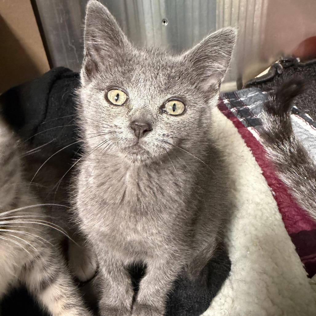 French Broad, a Adoptable Domestic Short Hair in Waynesville, NC image 2/3
