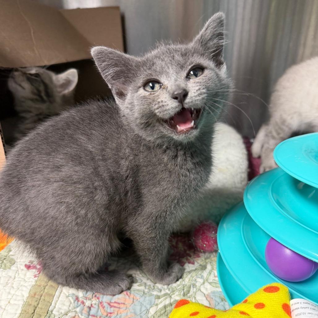 French Broad, a Adoptable Domestic Short Hair in Waynesville, NC image 3/3