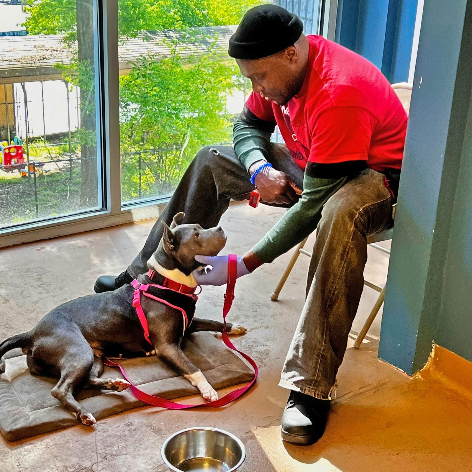 Enlarge Icey, a Adopted American Staffordshire Terrier in Atlanta, GA image 1/3