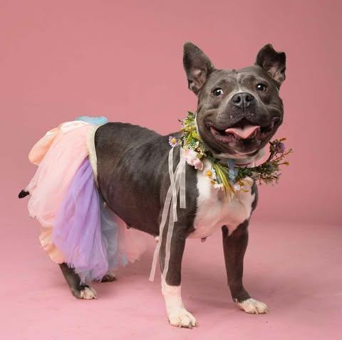 Enlarge Icey, a Adopted American Staffordshire Terrier in Atlanta, GA image 2/3