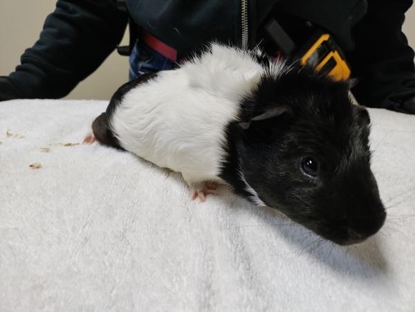 Enlarge Lil Joe, a Adoptable mixed breed in Oceanside, CA image 1/3