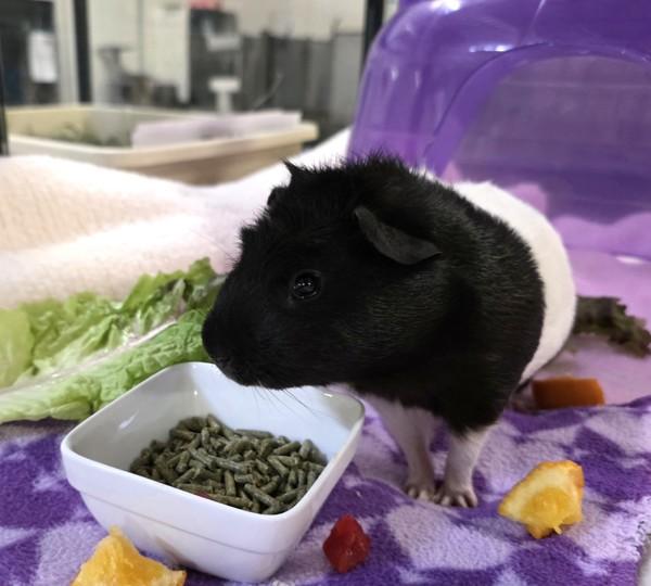 Enlarge Lil Joe, a Adoptable mixed breed in Oceanside, CA image 2/3