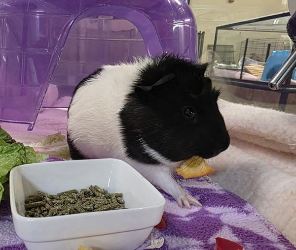 Enlarge Lil Joe, a Adoptable mixed breed in Oceanside, CA image 3/3