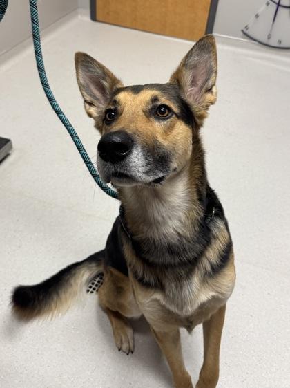 Fetch, Adoptable, Adult Male German Shepherd Dog & Mixed Breed.