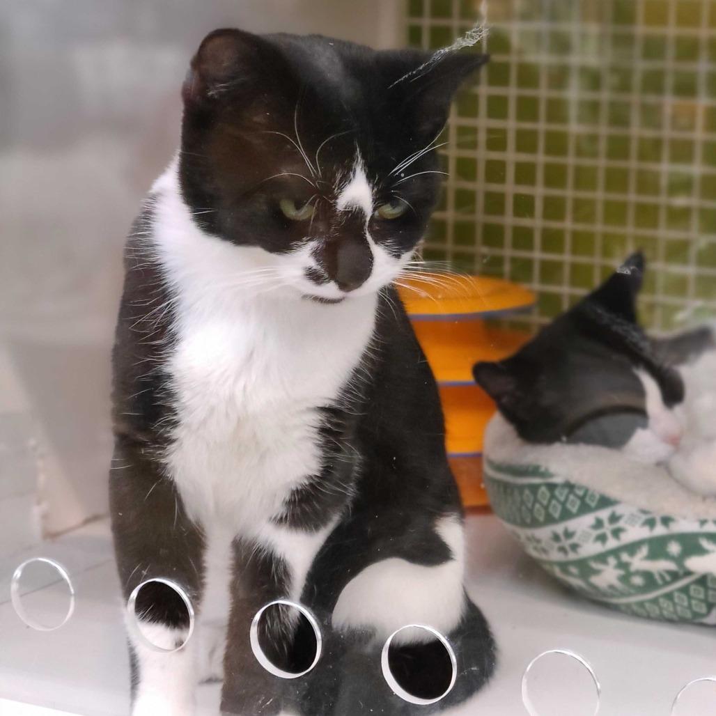 Petunia, Adoptable, Young Female Domestic Short Hair.