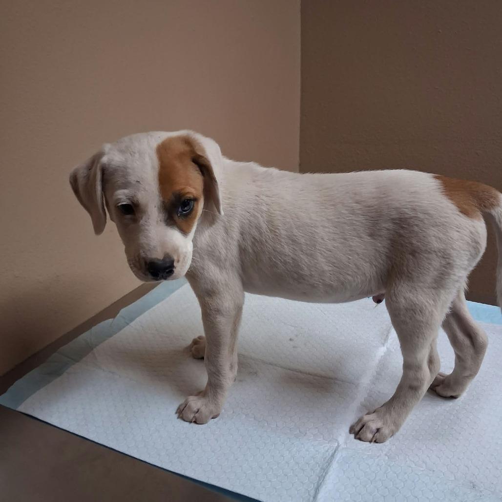 Enlarge Spike, a Adoptable Mixed Breed in Stilwell, OK image 1/2