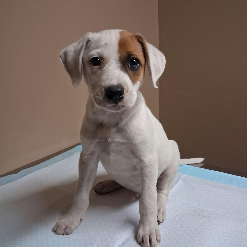 Enlarge Spike, a Adoptable Mixed Breed in Stilwell, OK image 2/2