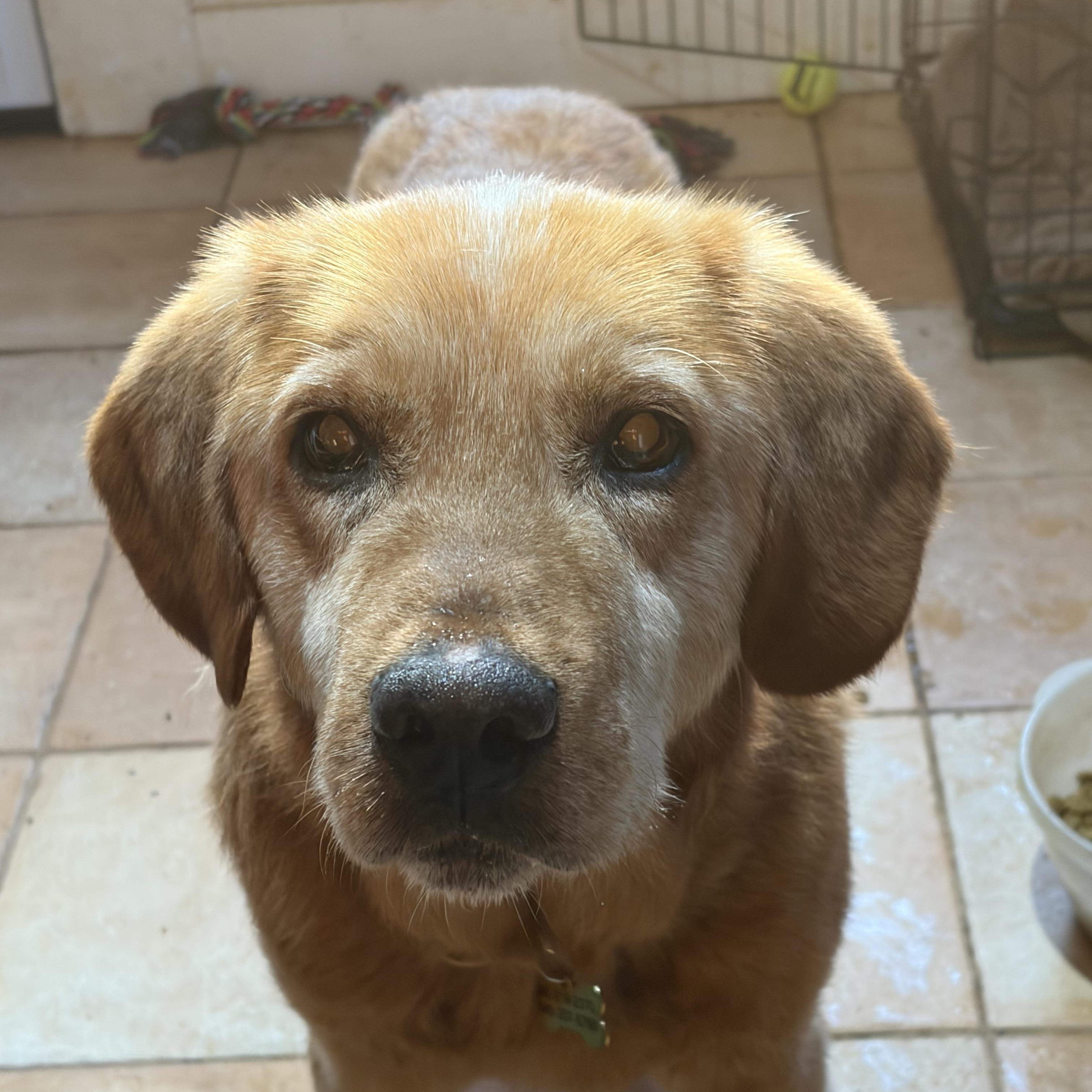 Enlarge Walter , a ADOPTABLE mixed breed in Warrenton, VA image 2/4