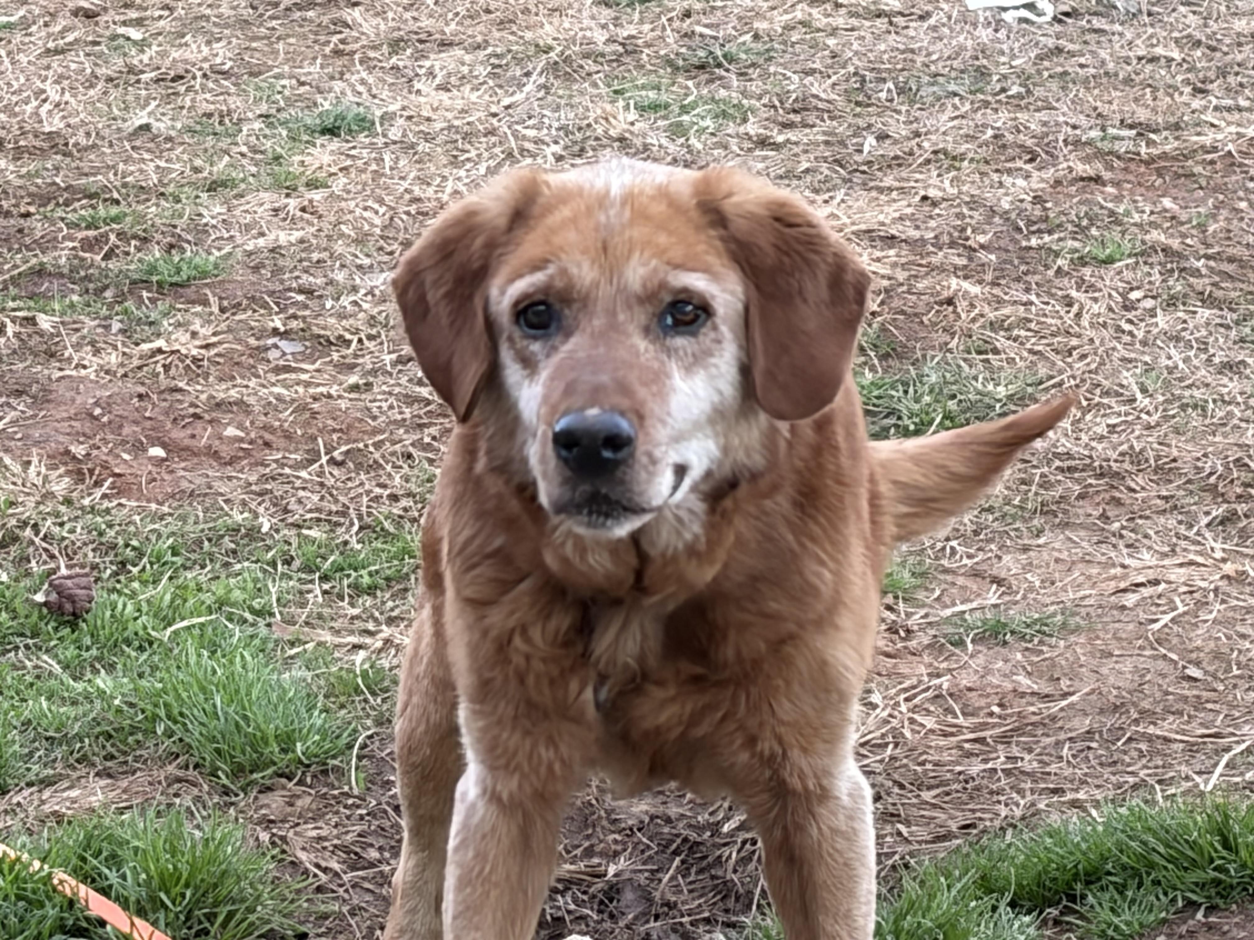 Enlarge Walter , a ADOPTABLE mixed breed in Warrenton, VA image 3/4