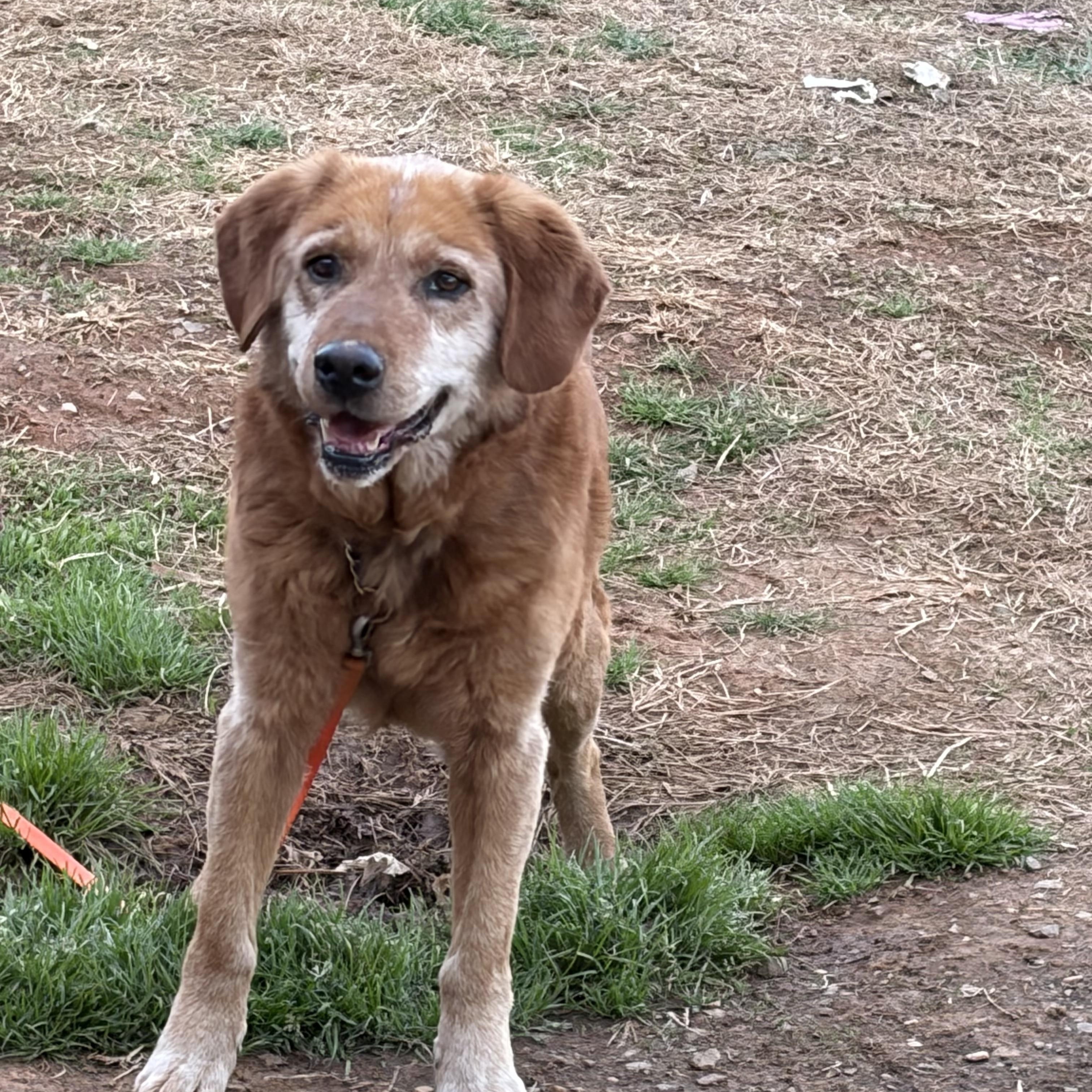 Enlarge Walter , a ADOPTABLE mixed breed in Warrenton, VA image 4/4