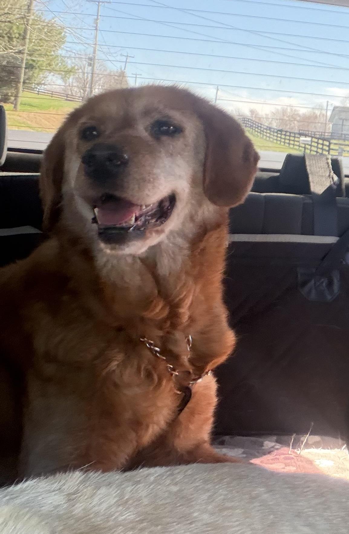 Walter , ADOPTABLE, Senior Male Golden Retriever.