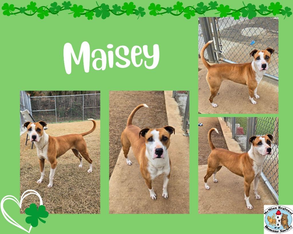 Maisey, Adoptable, Young Female Terrier.