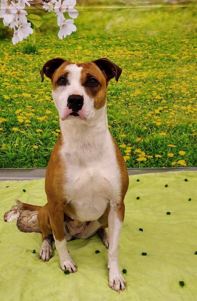 Enlarge Maisey, a Adoptable mixed breed in Athens, TN image 2/5