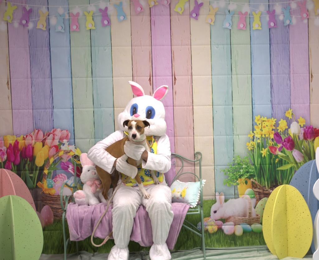 Enlarge Maisey, a Adoptable mixed breed in Athens, TN image 3/5