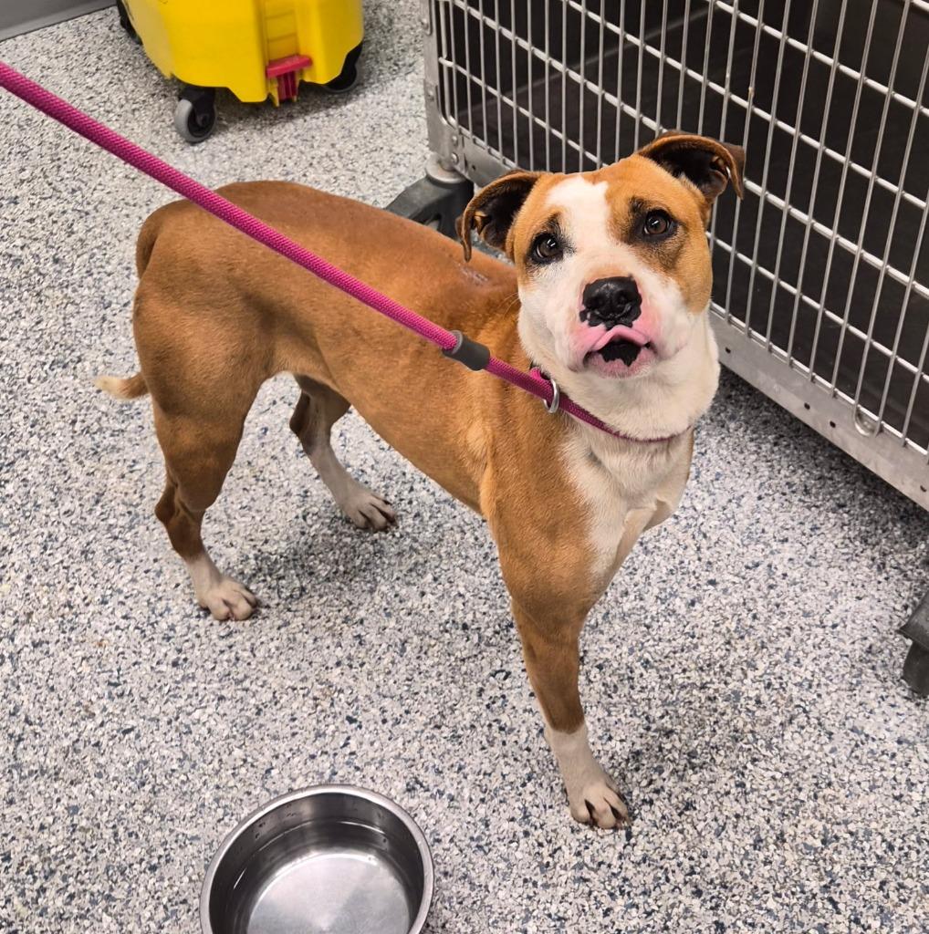 Enlarge Maisey, a Adoptable mixed breed in Athens, TN image 4/5