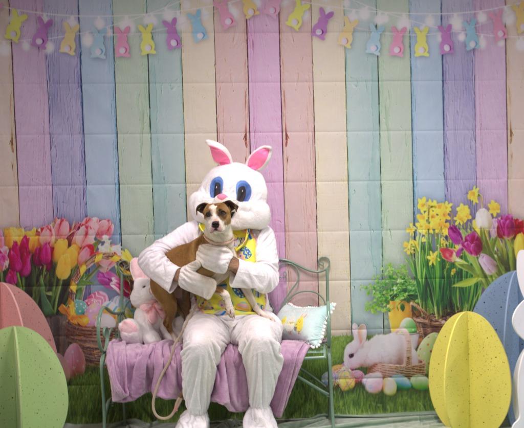 Enlarge Maisey, a Adoptable mixed breed in Athens, TN image 5/5