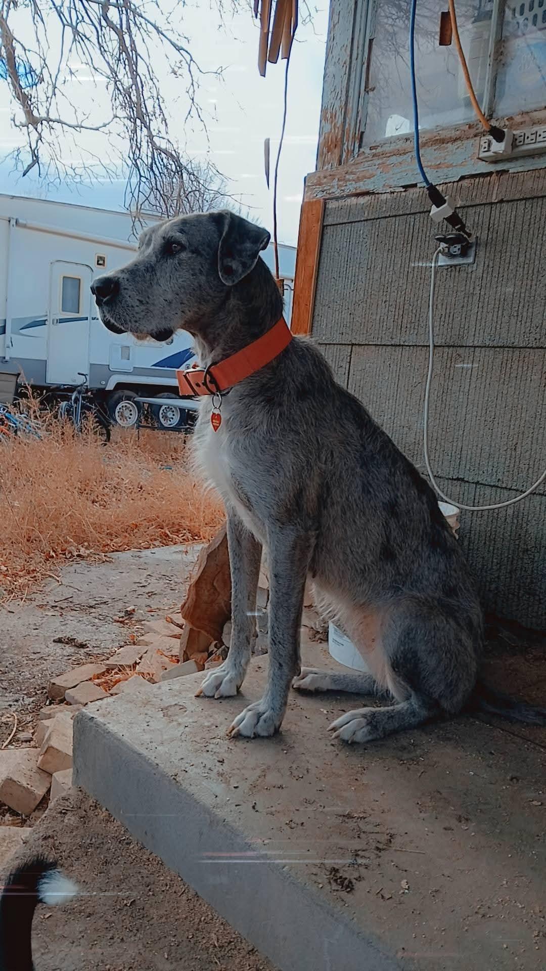 Freya , ADOPTABLE, Adult Female Irish Wolfhound & Great Dane.