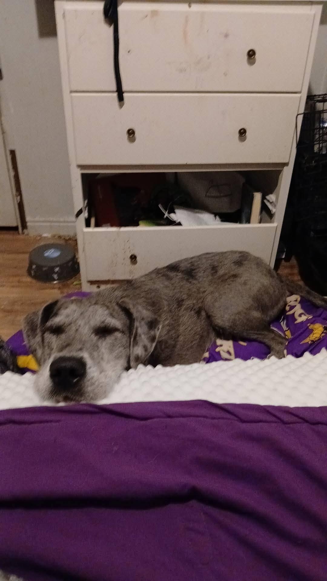 Enlarge Freya , a ADOPTABLE mixed breed in Torrey, UT image 3/3