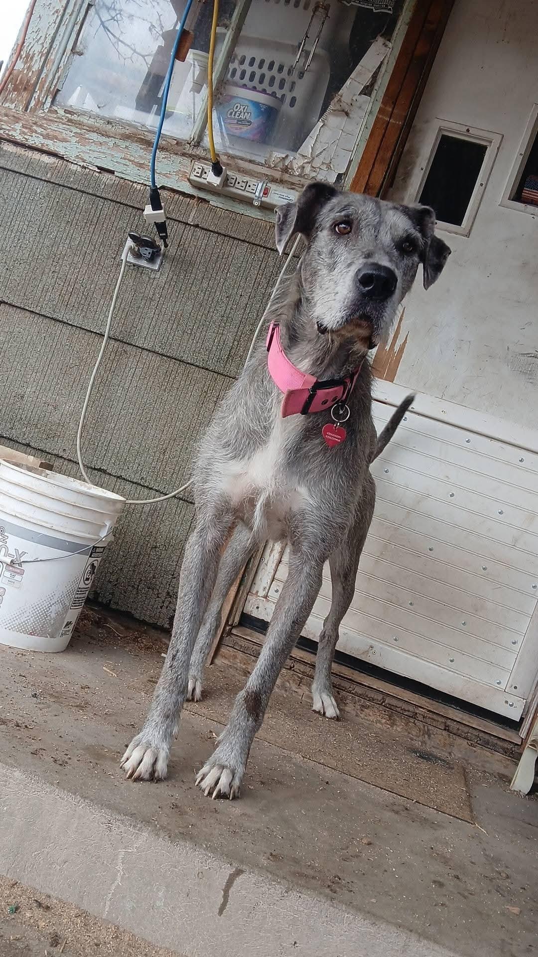 Enlarge Freya , a ADOPTABLE mixed breed in Torrey, UT image 2/3