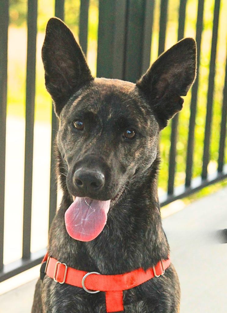 Lemon, a Adoptable mixed breed in Utica, MI image 1/6