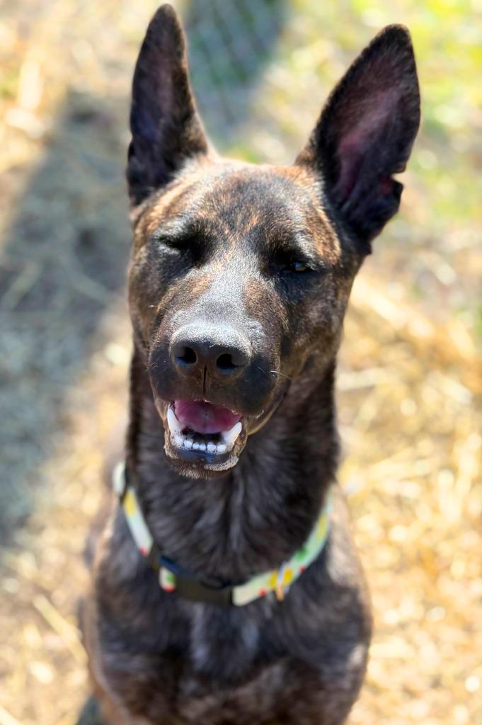 Lemon, a Adoptable mixed breed in Utica, MI image 2/6