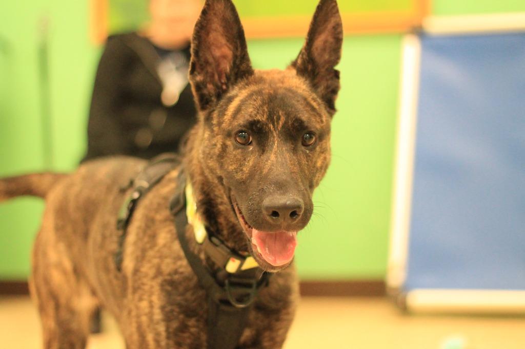Lemon, Adoptable, Young Female Dutch Shepherd & Belgian Shepherd / Malinois.