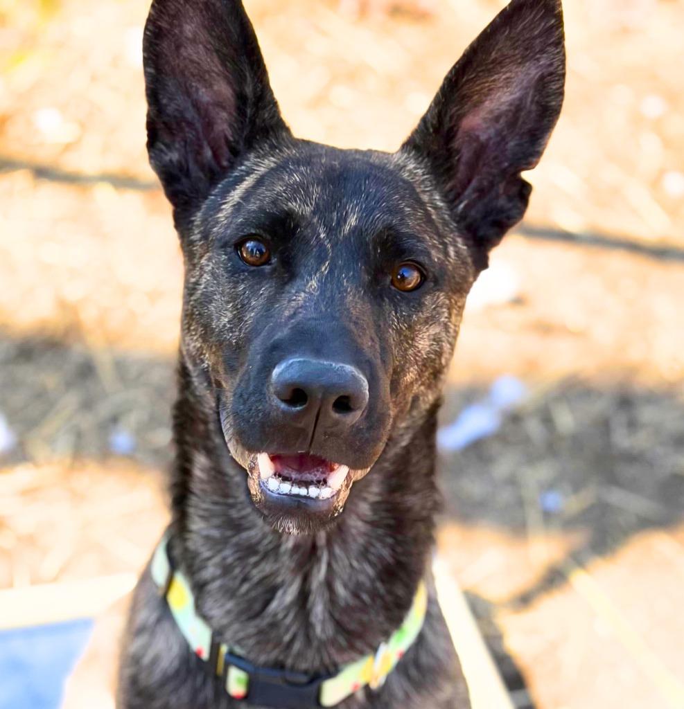 Lemon, a Adoptable mixed breed in Utica, MI image 3/6