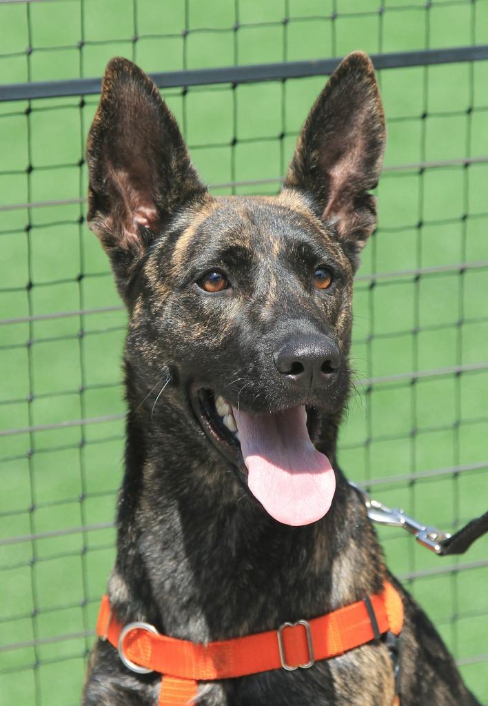 Lemon, a Adoptable mixed breed in Utica, MI image 4/6