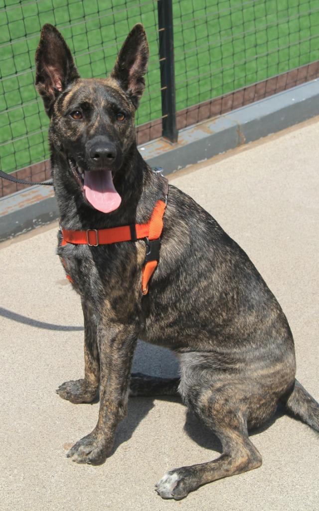 Lemon, a Adoptable mixed breed in Utica, MI image 5/6