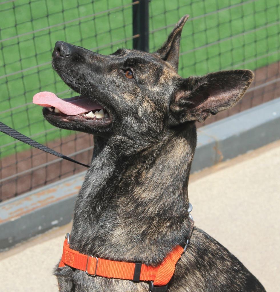 Lemon, a Adoptable mixed breed in Utica, MI image 6/6