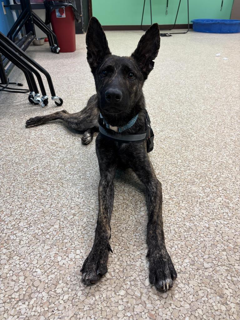 Lemon, Adoptable, Adult Female German Shepherd Dog & Mixed Breed.