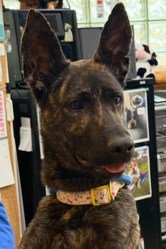 Enlarge Lemon, a Adoptable mixed breed in Utica, MI image 3/6