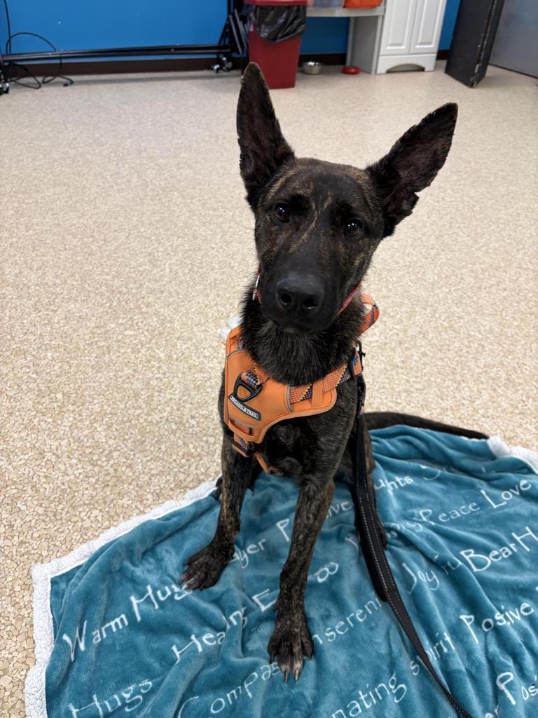 Enlarge Lemon, a Adoptable mixed breed in Utica, MI image 2/4