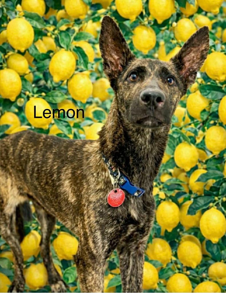 Enlarge Lemon, a Adoptable mixed breed in Utica, MI image 3/4