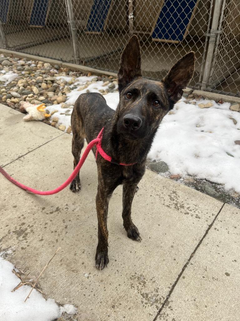Enlarge Lemon, a Adoptable mixed breed in Utica, MI image 4/4