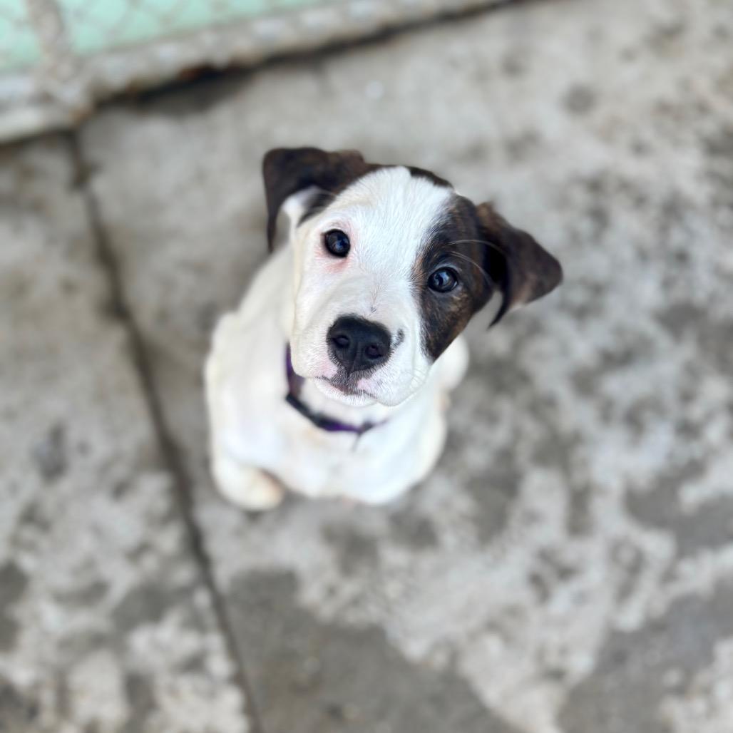 Enlarge Chai, a Adoptable Hound in New Fairfield, CT image 1/6