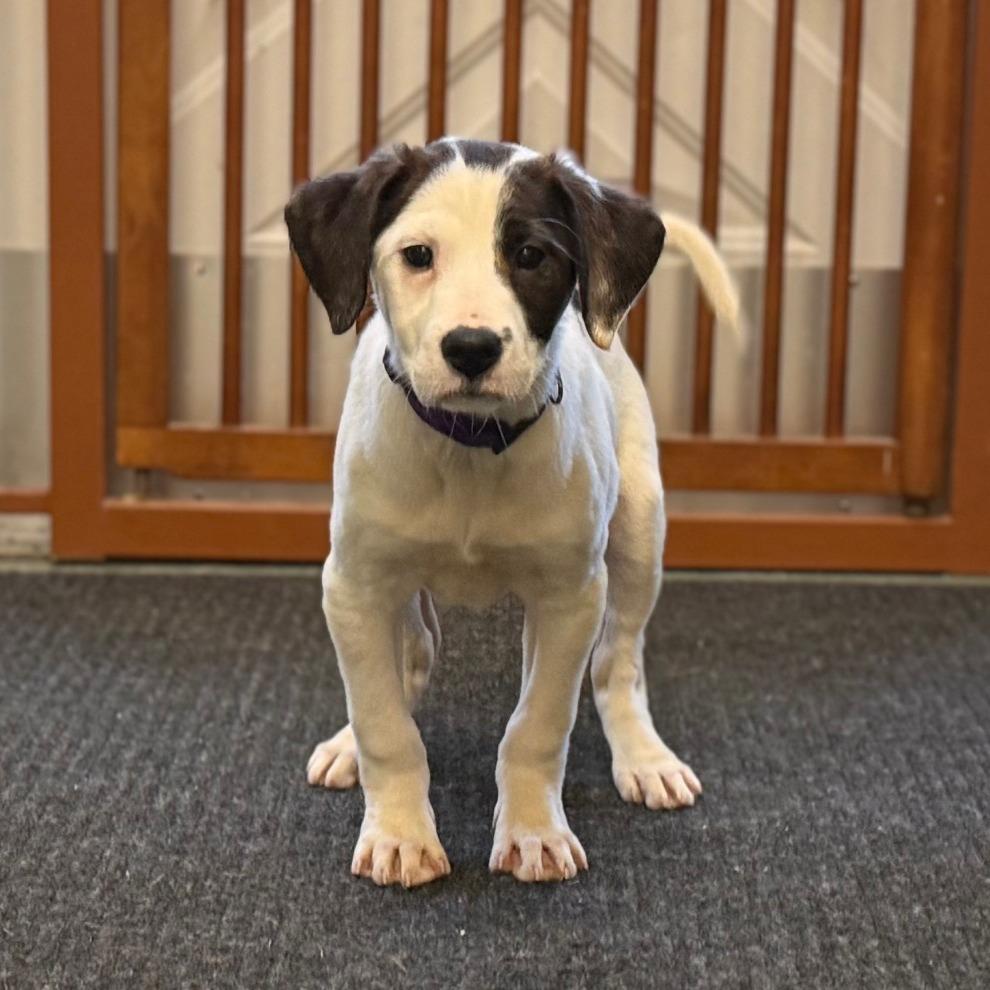 Enlarge Chai, a Adoptable Hound in New Fairfield, CT image 2/6