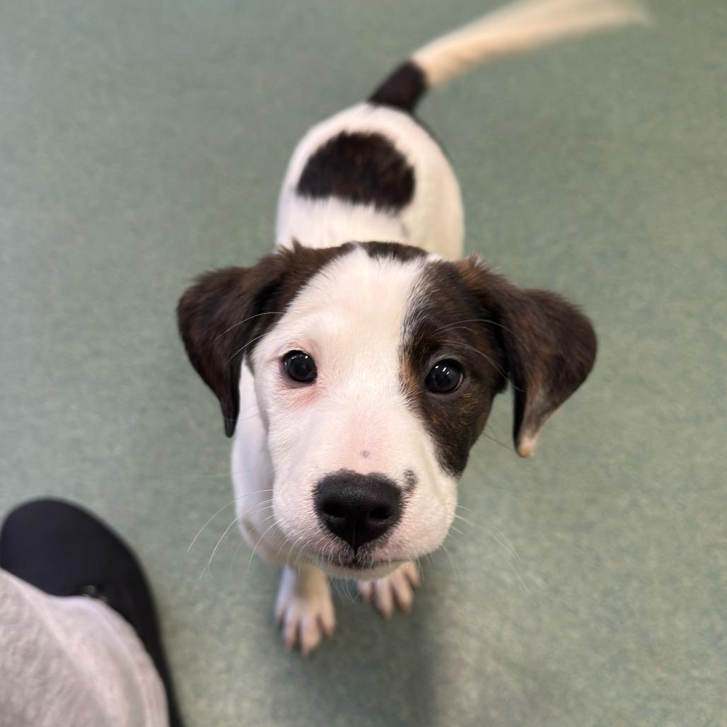 Enlarge Chai, a Adoptable Hound in New Fairfield, CT image 3/6