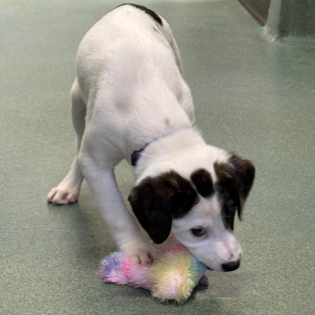 Enlarge Chai, a Adoptable Hound in New Fairfield, CT image 4/6