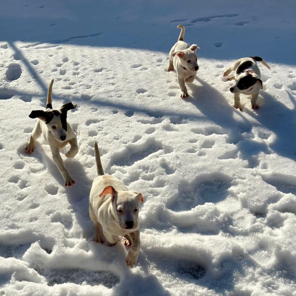 Enlarge Chai, a Adoptable Hound in New Fairfield, CT image 6/6
