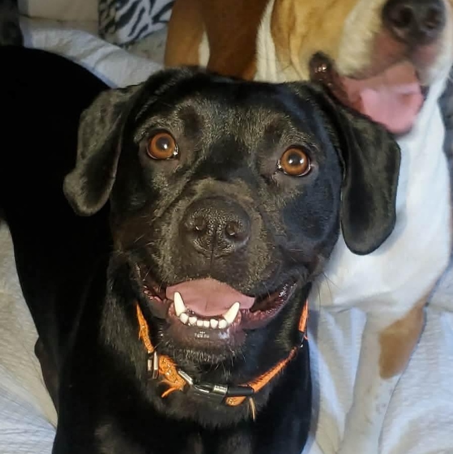 Todd ~ A trifecta dog ~ good with kids, dogs and cats!, a Adoptable mixed breed in Woburn, MA image 1/6