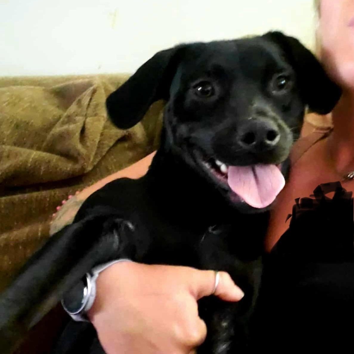 Todd ~ A trifecta dog ~ good with kids, dogs and cats!, a Adoptable mixed breed in Woburn, MA image 5/6
