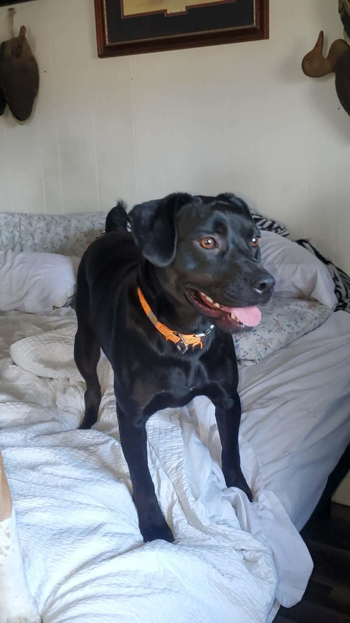 Todd ~ A trifecta dog ~ good with kids, dogs and cats!, a Adoptable mixed breed in Woburn, MA image 2/6