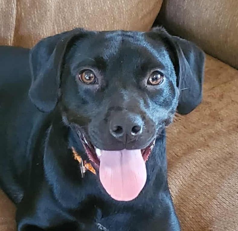 Todd ~ A trifecta dog ~ good with kids, dogs and cats!, a Adoptable mixed breed in Woburn, MA image 4/6