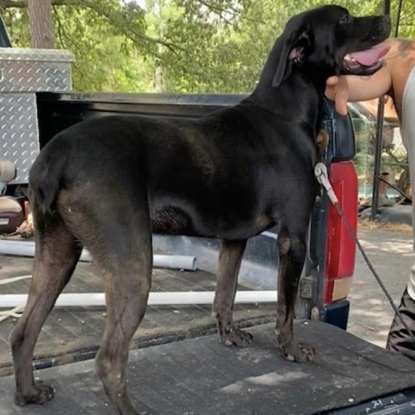 Todd ~ A trifecta dog ~ good with kids, dogs and cats!, a Adoptable mixed breed in Woburn, MA image 6/6