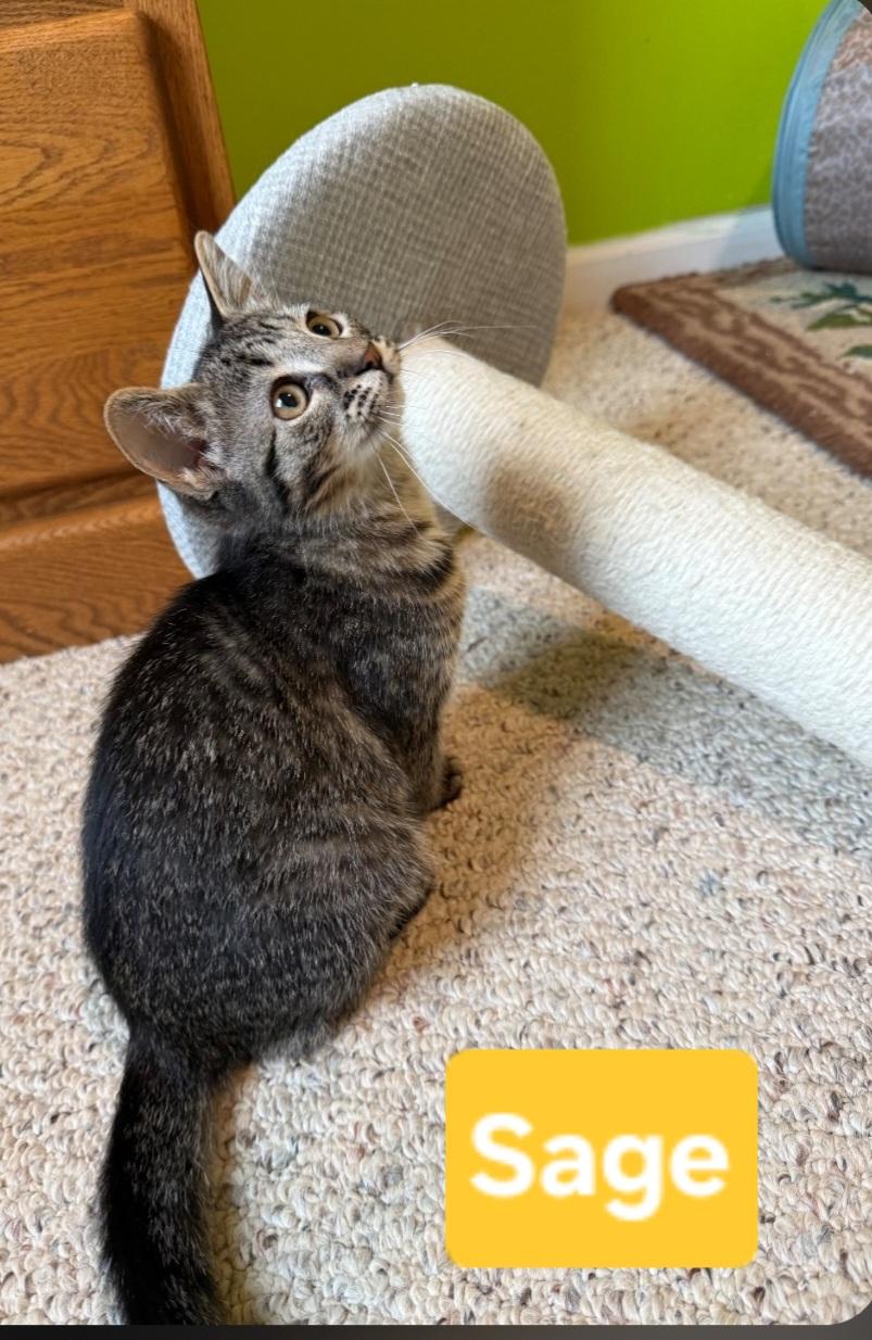 Enlarge Sage (siblings are Rosemary, Basil, & Fennel), a Adoptable Tabby in Brighton, MI image 3/5