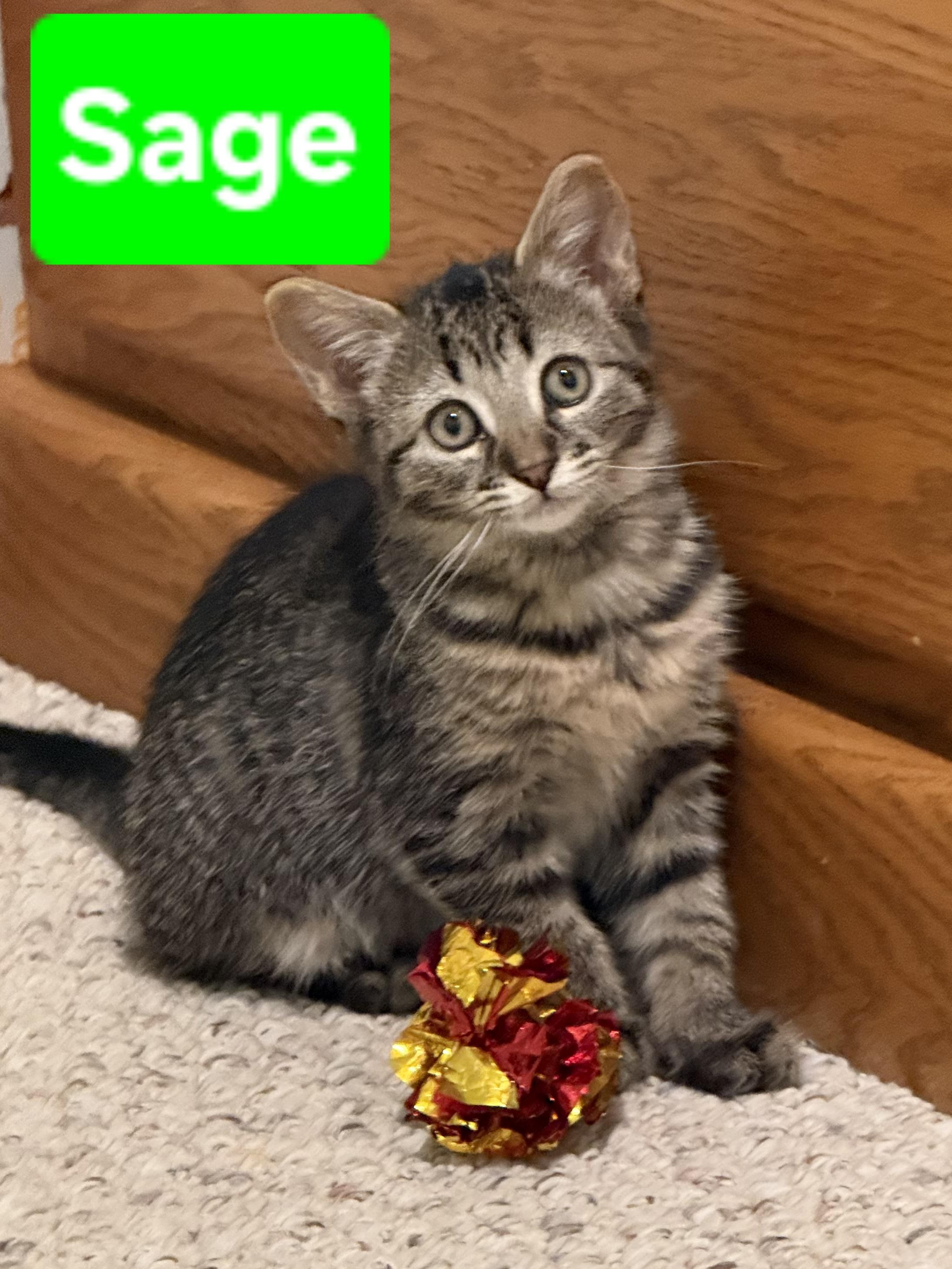 Sage (siblings are Rosemary, Basil, & Fennel), Adoptable, Kitten Female Tabby.
