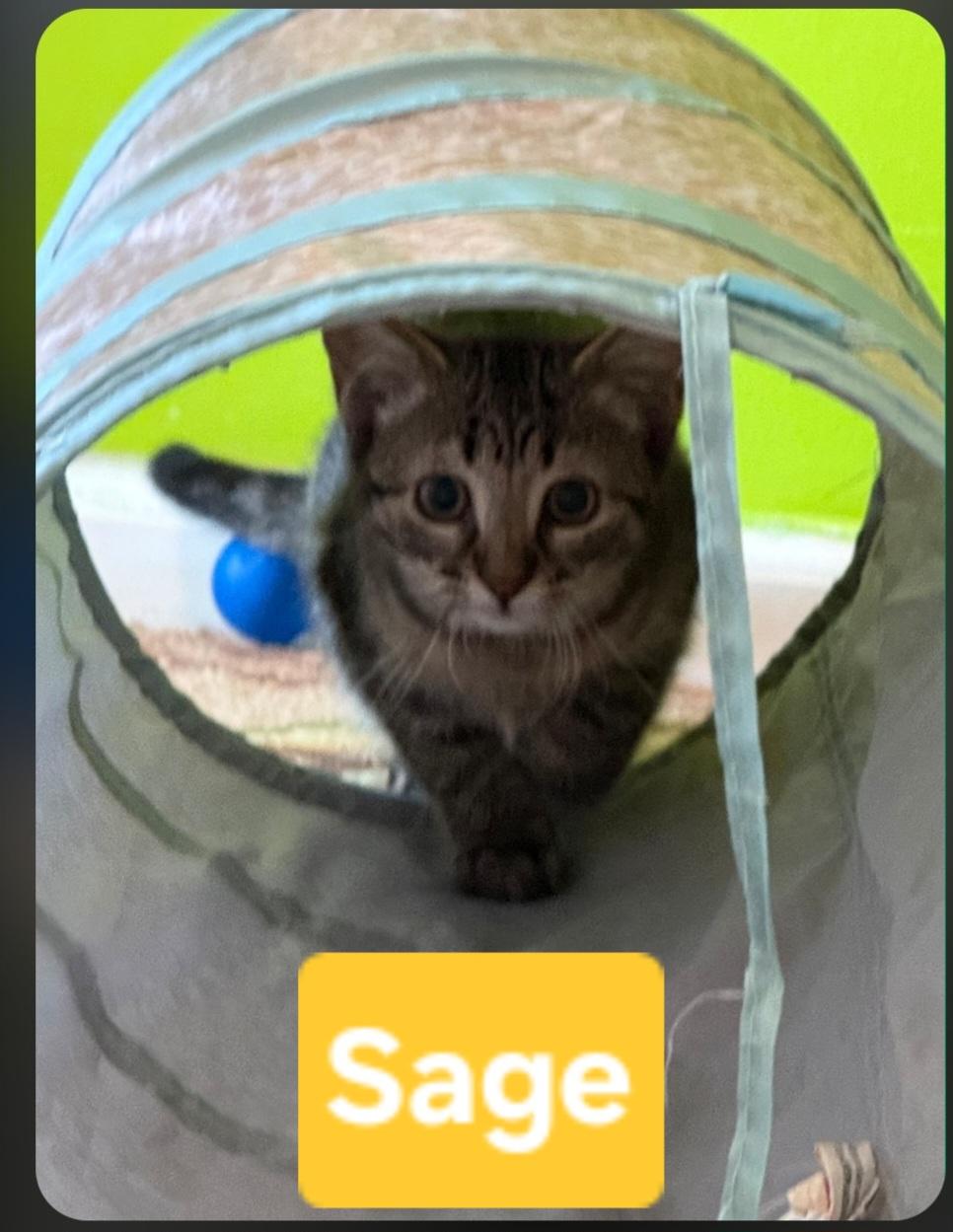 Enlarge Sage (siblings are Rosemary, Basil, & Fennel), a Adoptable Tabby in Brighton, MI image 5/5