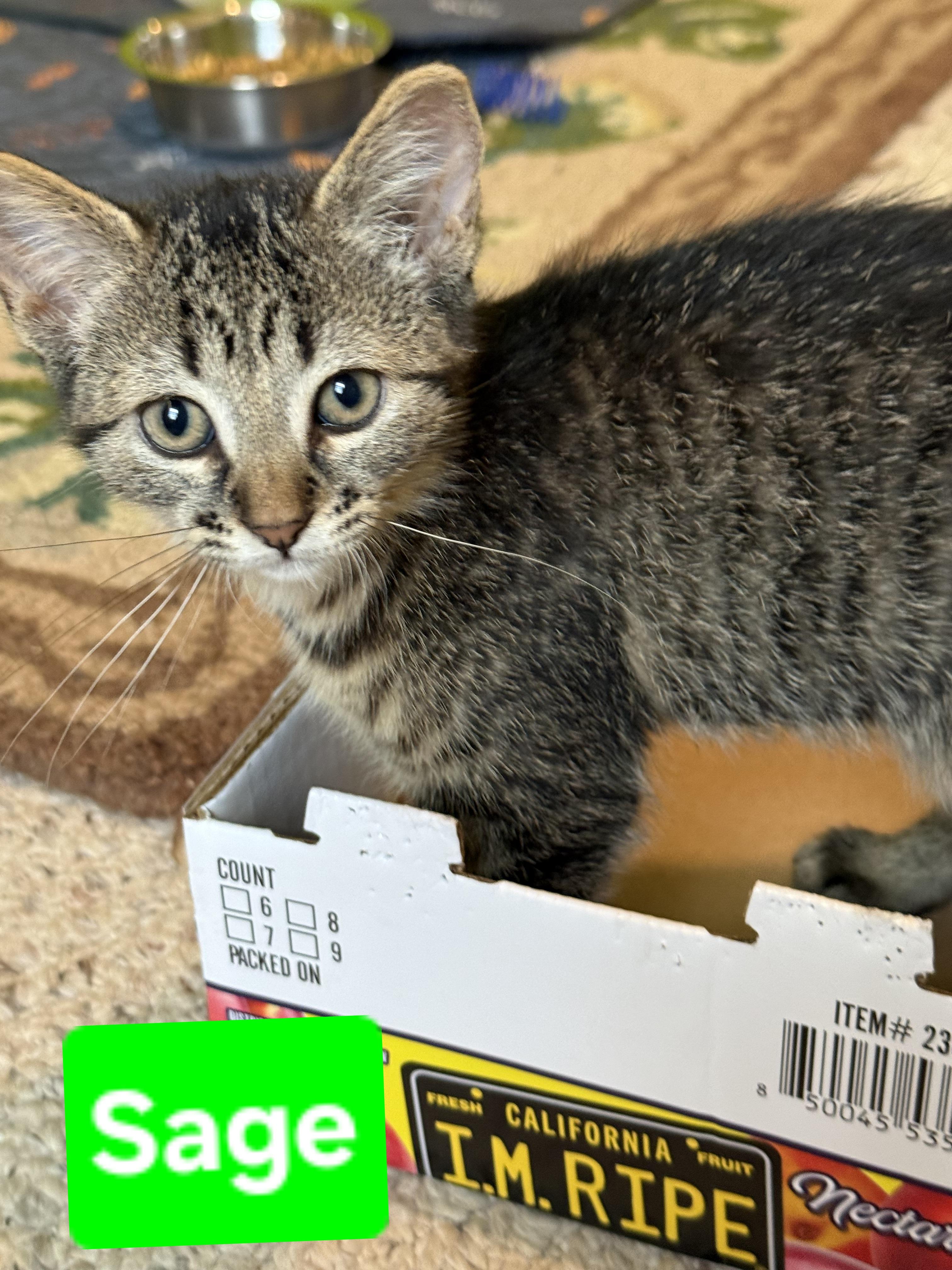 Sage (siblings are Rosemary, Basil, Fennel & Dill, ADOPTABLE, Kitten Female Tabby.