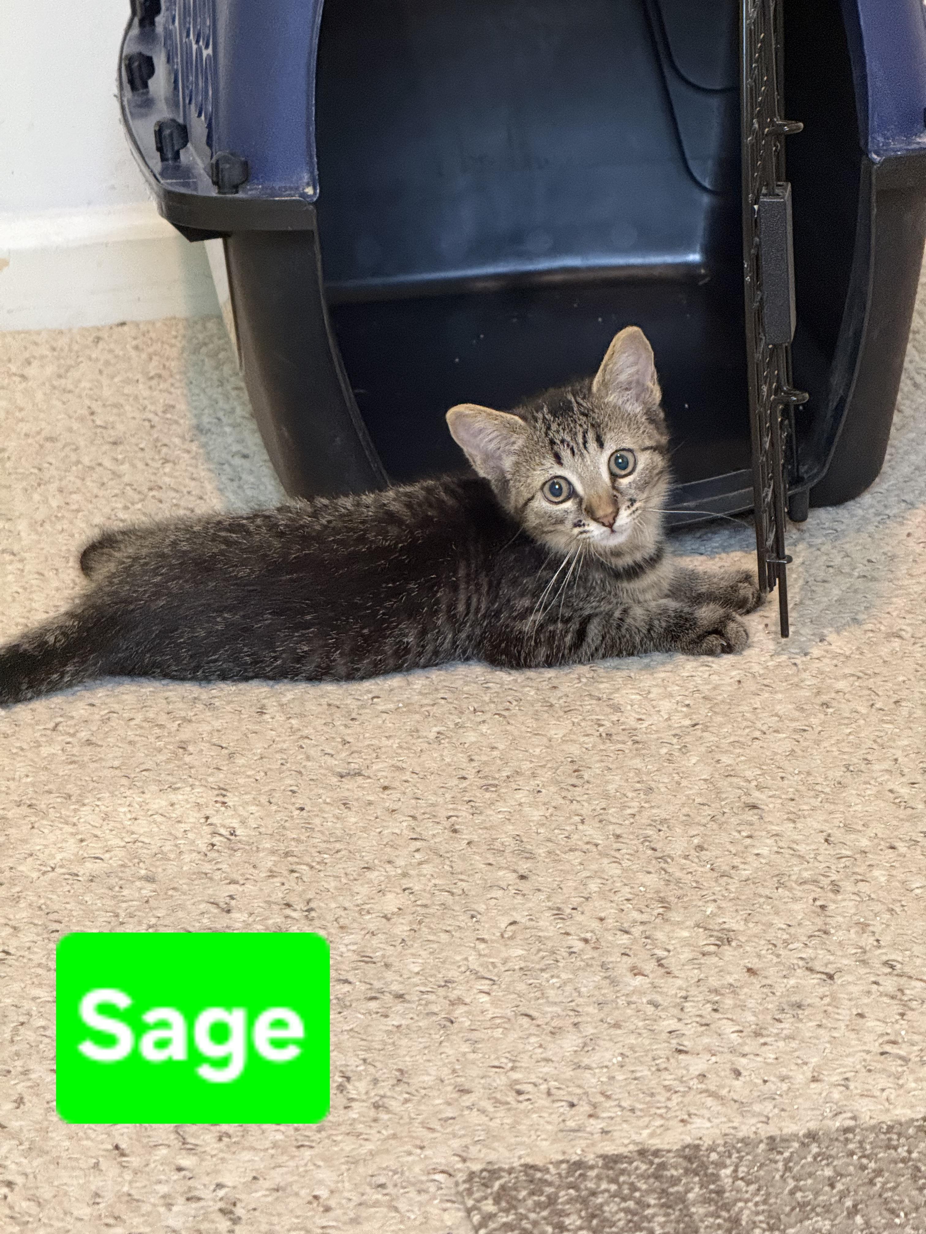 Enlarge Sage (siblings are Rosemary, Basil, Fennel & Dill, a ADOPTABLE Tabby in Brighton, MI image 2/2